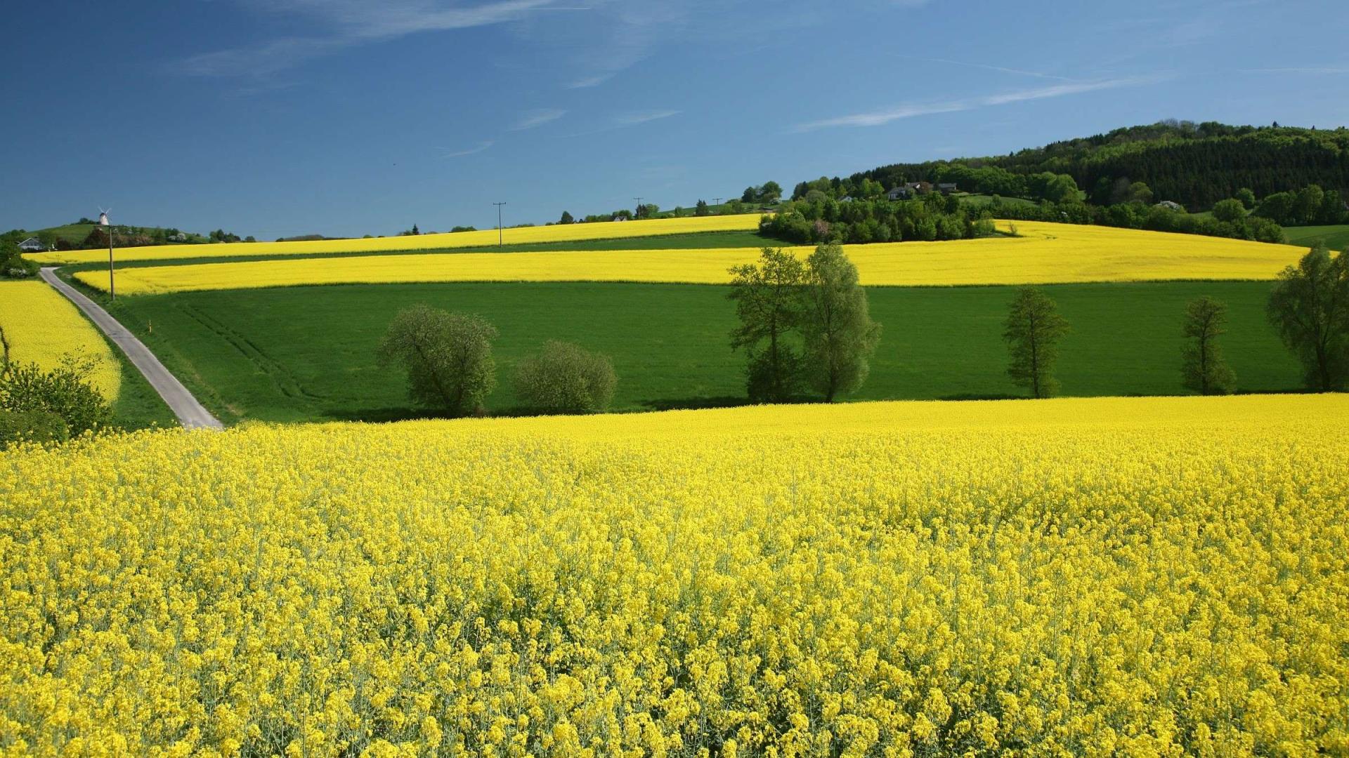 Das Foto zeigt Rapsfelder im Kalletal.